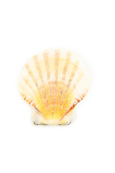 海贝壳孤立在白色
