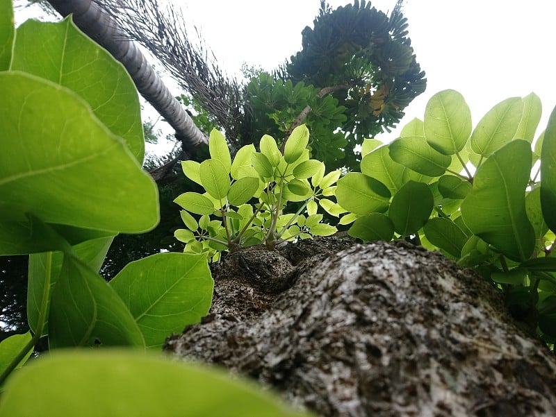 花园村的卡洛斯唾液广场