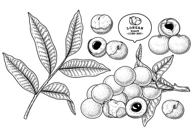 龙眼水果手绘元素植物插画