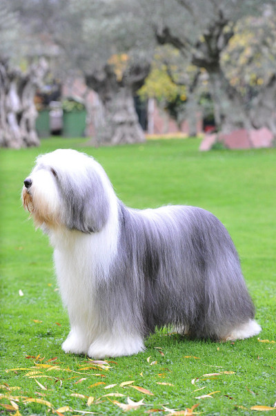 古代长须牧羊犬