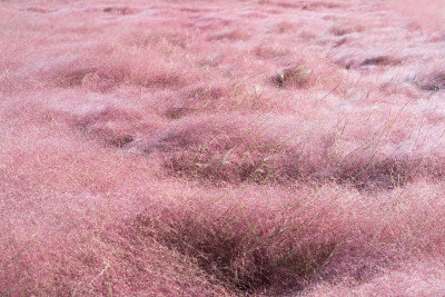 田野的粉红色的草花或Muhlenbergia Capillaris盛开