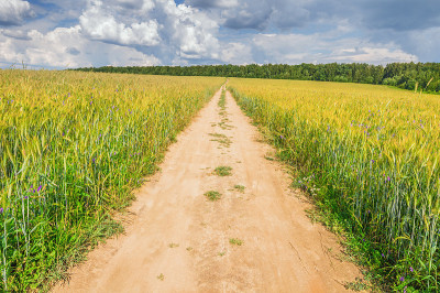 有黑麦和路的田地。