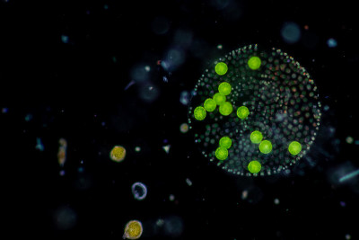 Volvox in drop of water under the microscope for c