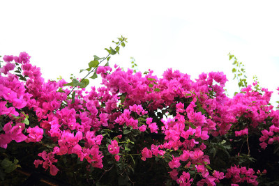 叶子花属花背景