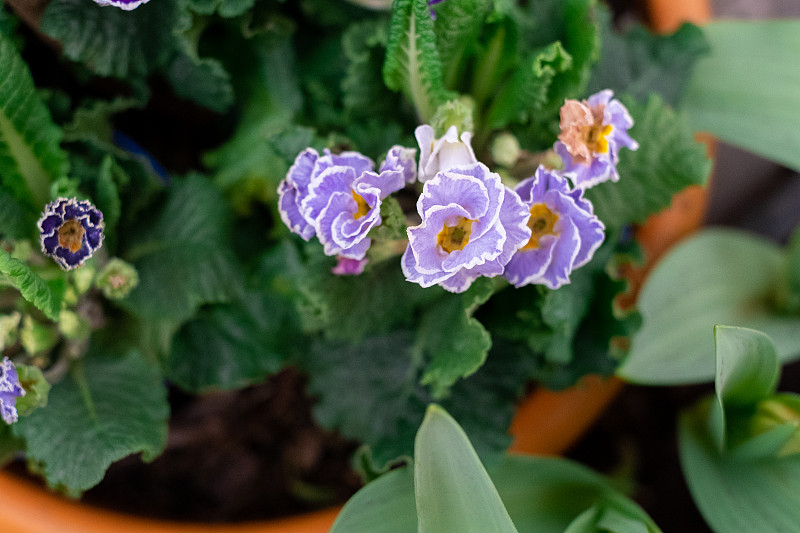 堇菜是堇菜科堇菜科的一种开花植物。彩色三色堇花的特写。