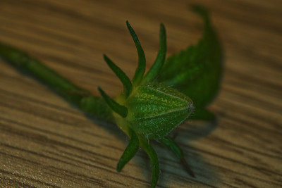 绿色花蕾未开放