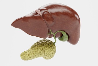 人类肝脏与胰腺的现实3D渲染