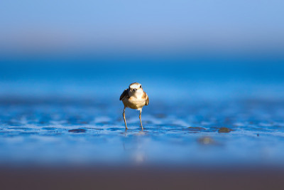 可爱的小水鸟。自然背景。常见的水鸟:肯特鸻。Charadrius alexandrinus。