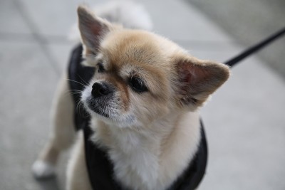 画像西藏猎犬
