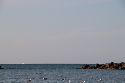 海