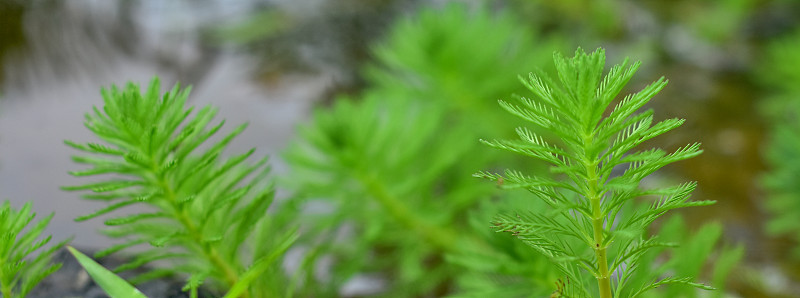 近距离拍摄的Myriophyllum水生植物