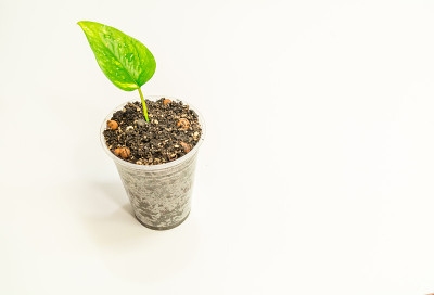 白色背景上生长的绿色植物