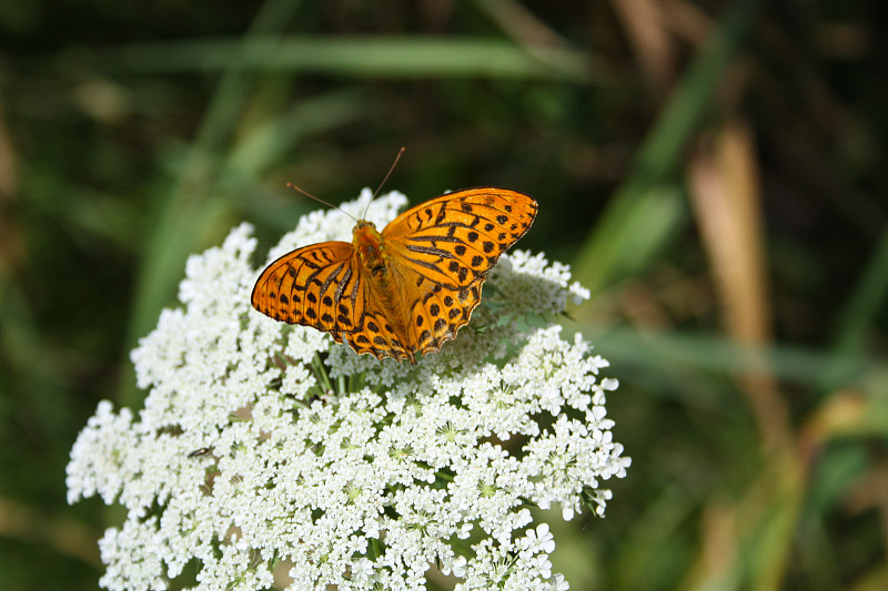 Schmetterling-2