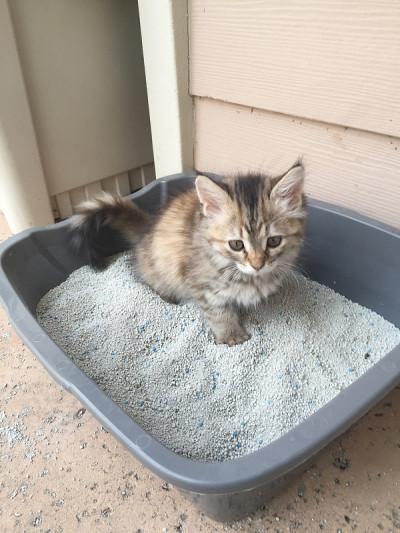 盒子里的小猫