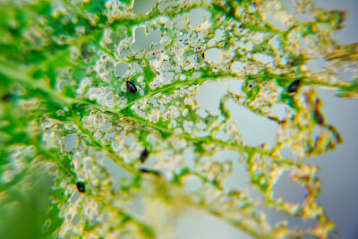 选择性焦点中心农业害虫在自然的背景下，作为有病的植物对叶子的损害，表面受损，被昆虫或疾病作为杀虫剂或