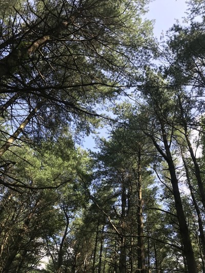 新泽西的松树不毛之地