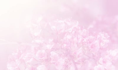 樱花在柔和的风格背景