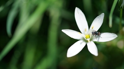 花瓣上的飞人