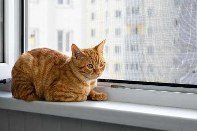漂亮可爱的小猫咪坐在窗台上
