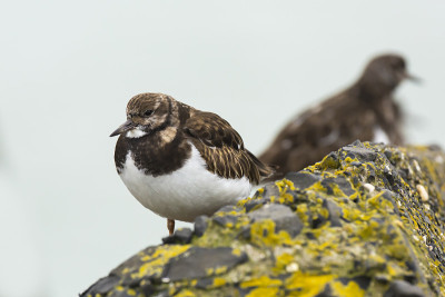 红宝石turnstone Arenaria的特写说明了涉水鸟类在海岸的岩石之间觅食