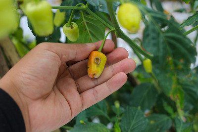 手上的辣椒会受到病毒病、生物害虫和花园里生理失调的侵袭。农业、植物护理和病虫害防治概念