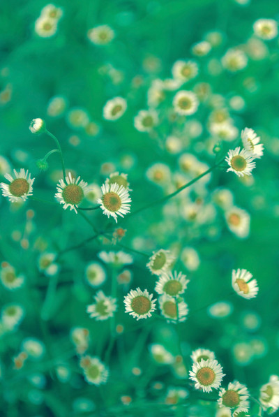 草原飞蓬野花