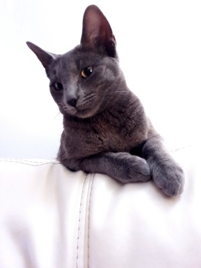 Grey六个月大的小猫