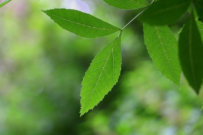 在一个阳光明媚的春天在森林或花园的树枝上的绿叶特写。生长的新鲜叶子的自然形象。适合水疗广告，禅，瑜伽