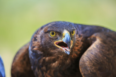 金鹰(Aquila chrysaetos)