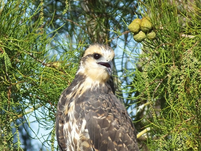 Snail Kite (Rostrhamus sociabilis)