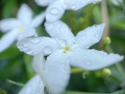 花瓣洁白，花蕾绽放，水珠晶莹，天然岛叶绿色，垂直。