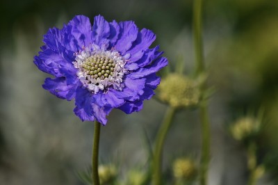 夏天Scabiosa