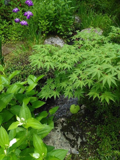 枫绿花园日本
