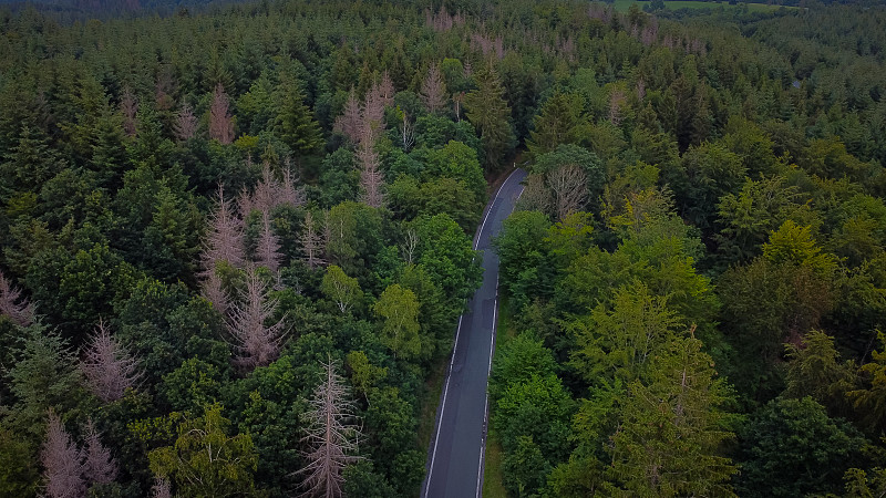 森林被树皮甲虫出没的乡村道路-鸟瞰图