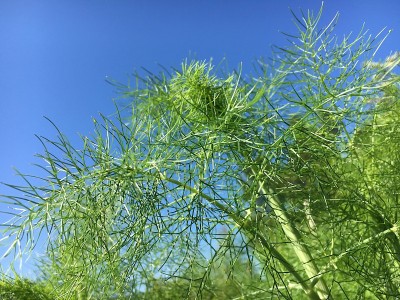 风景如画的鲜花和奇异的植物在圣加尔植物园，圣加仑-瑞士