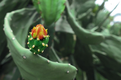 仙人掌花幼芽