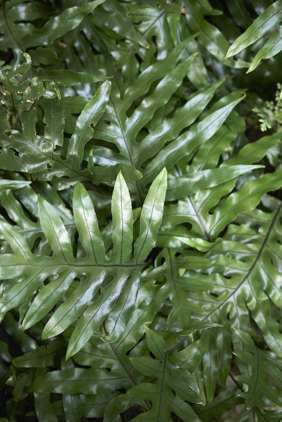 植物索鲁斯脓肿