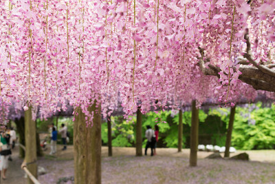 紫藤隧道，充满紫藤花的梦幻世界