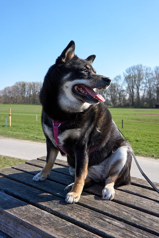 蓝天下美丽的莱茵河上，一只日本柴犬在木制长椅上摆姿势