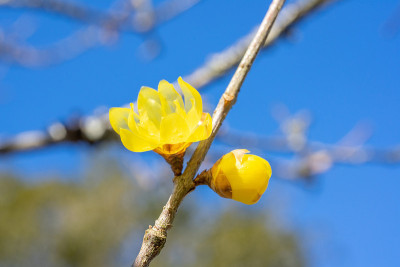 腊梅枝，冬枝黄花。