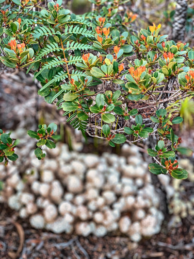 蕨类和植物赤道森林