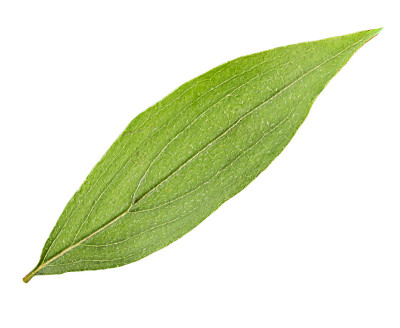 山茱萸叶子孤立