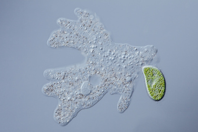变形阿米巴-混沌与草履虫扩散