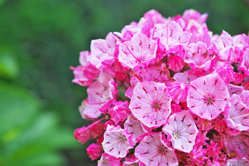 Kalmia