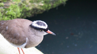 冠田凫(Vanellus coronatus)