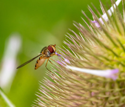 testel上的橘子酱Hoverfly