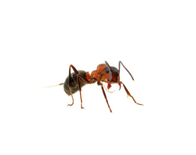 蚂蚁在白