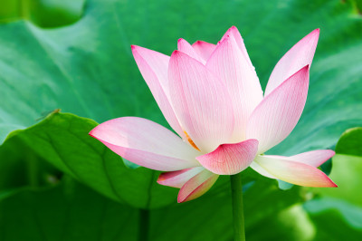 莲花
