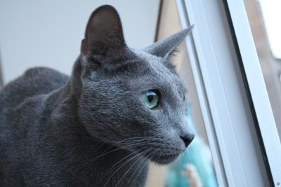 俄罗斯蓝猫品种