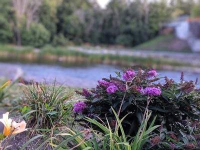 花肖像与水的背景